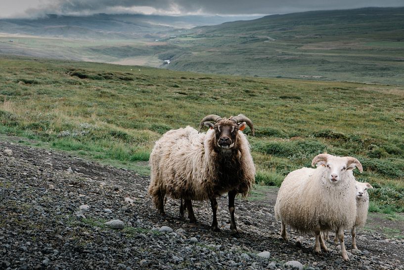 Schafe in Island von Tom Rijpert