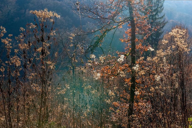 Couleurs d'automne par Hanneke Luit