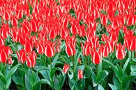 Rode tulpen met witte streep von Dennis van de Water Miniaturansicht