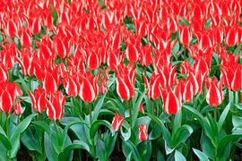 Rode tulpen met witte streep by Dennis van de Water