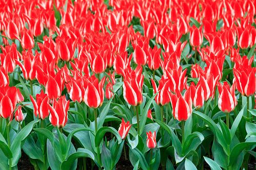 Rode tulpen met witte streep