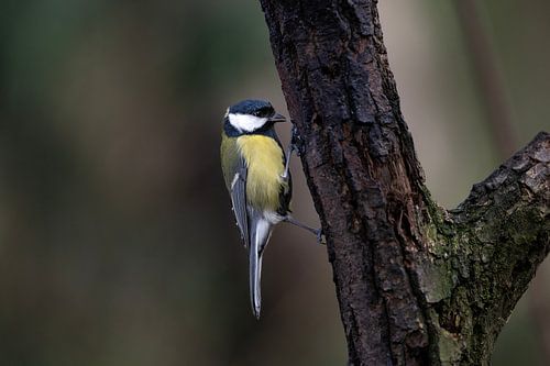 koolmees Parus major
