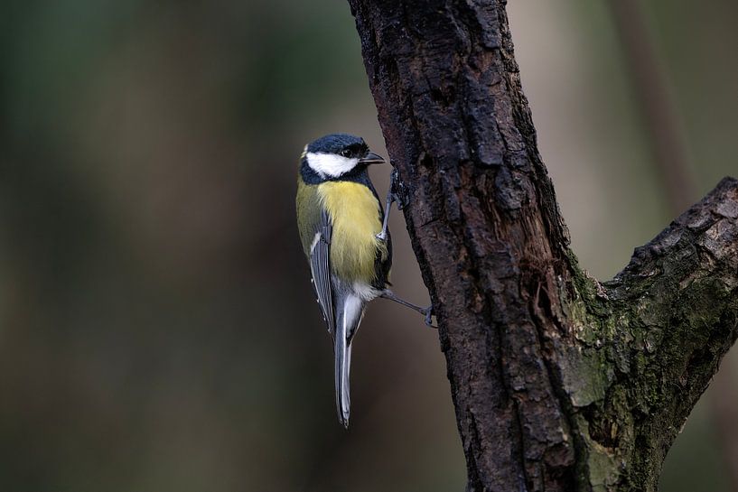 koolmees Parus major van Egon Zitter