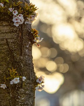 Blüte am Baum von Stephan Krabbendam
