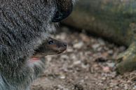 Juvenile Red-necked wallaby / Macropus rufogriseus by Rob Smit thumbnail