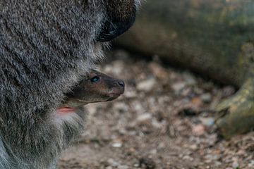 Jonge wallaby / Macropus rufogriseus van Rob Smit