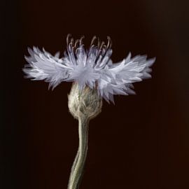Ballerina van Klaartje Majoor