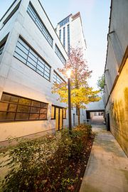 Tussen de gebouwen groet er een mooie boom van Marcel Derweduwen