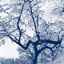 Cherry Blossom Tree, Delft Blue by Imladris Images thumbnail