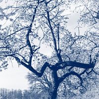 Kersen bloesem boom, delfts blauw