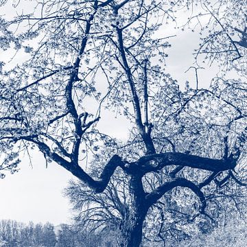 Kersen bloesem boom, delfts blauw van Imladris Images