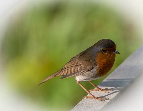 Robin