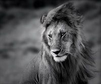 Lion in the Wind
