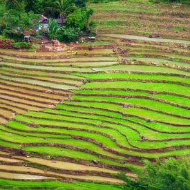 Rice fields by Bram de Jong