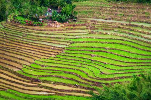 Rijstvelden van Bram de Jong