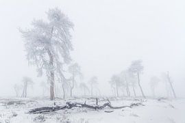Belgian Ardennes in winter by Andy Luberti