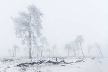 Belgische Ardennen in de winter van Andy Luberti