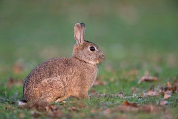 European Rabbit ( Oryctolagus cuniculus ), adult, sitting on short grass in typical surrounding of a