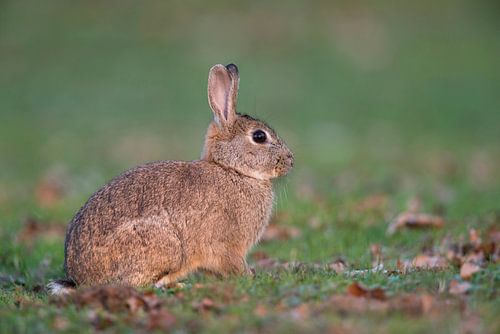 Wildkaninchen ( Oryctolagus cuniculus ) im schönsten Licht