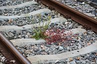 Treinrails met 2 gekleurde kleine plantjes par ProPhoto Pictures Aperçu