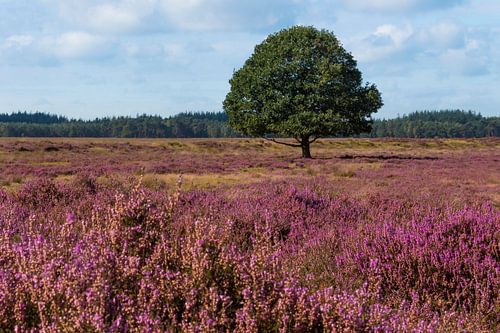 heather field with oak tree