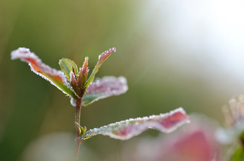 Night-frost.