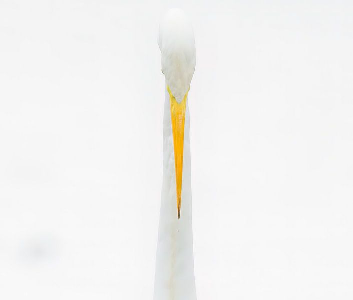 frontal by Eric Van Hul