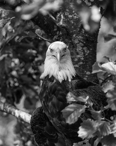 Bald eagle on the lookout (black and white version)