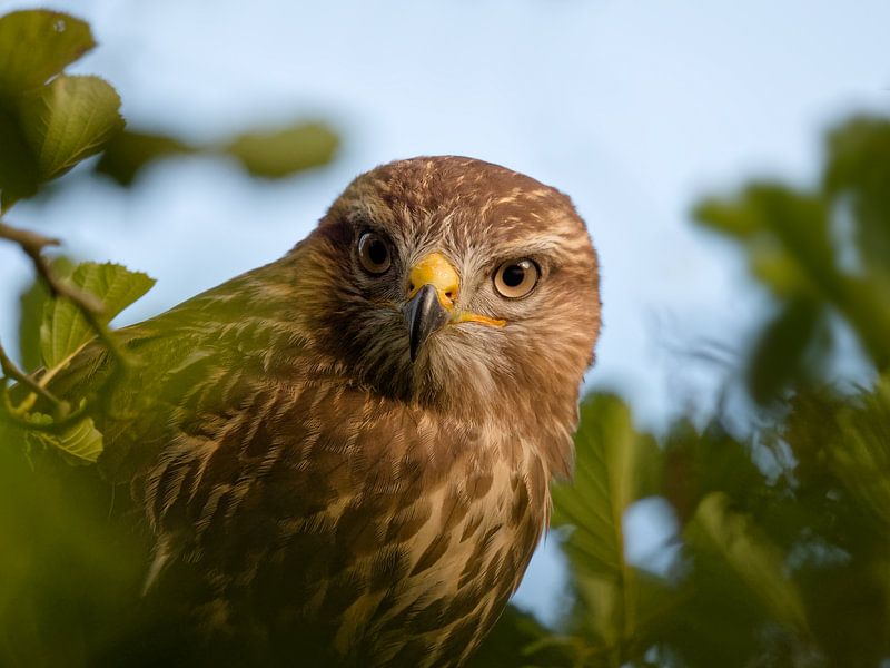 Mäusebussard, Nahaufnahme Porträt 3 von BHotography