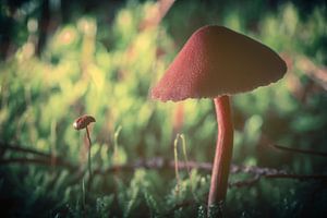 Mushroom by Joost Lagerweij