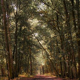 Bomen pad in het bos van Hilversum sur Leon Schijf