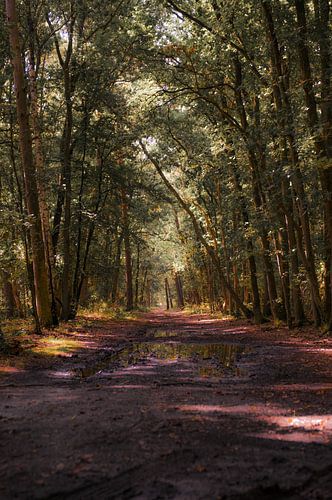 Bomen pad in het bos van Hilversum