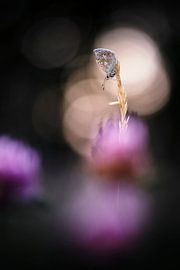 Petit papillon pour l'heure du coucher