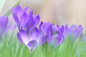 Lente