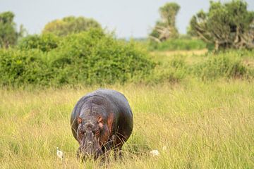 Hippopotame (Hippopotamus amphibius), Ouganda sur Alexander Ludwig