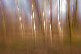 ICM birches in the forest by Monique Fotografie
