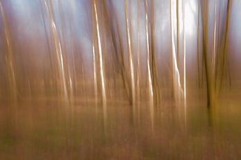 ICM birches in the forest