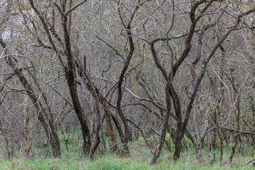 Dichter Wald in den Dünen von Meijendel