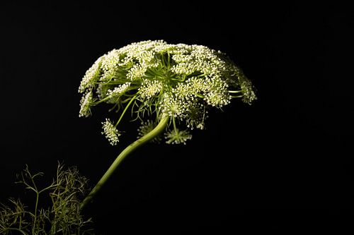 Cow parsley white still life