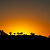 Kokerbomen silhouet zonsondergang van Gijs de Kruijf