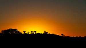 Kokerbomen silhouet zonsondergang van Gijs de Kruijf