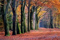 Herfst bos van Herman van Alfen thumbnail
