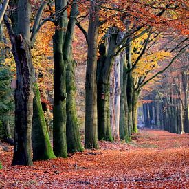 Herbstlicher Wald von Herman van Alfen