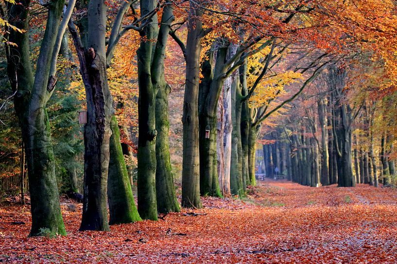 Herfst bos van Herman van Alfen
