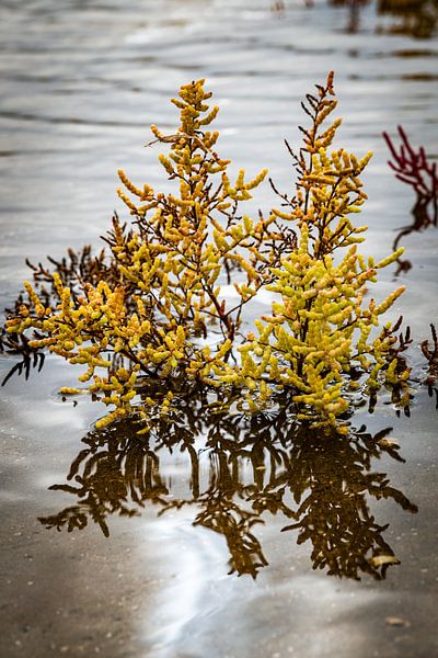detail of yellow samphire or sea asparagus in the salt water by ChrisWillemsen