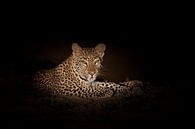 Luipaard in de nacht van Anja Brouwer Fotografie thumbnail