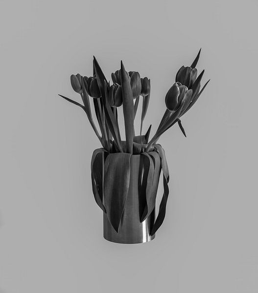 Tulips grey by BAM