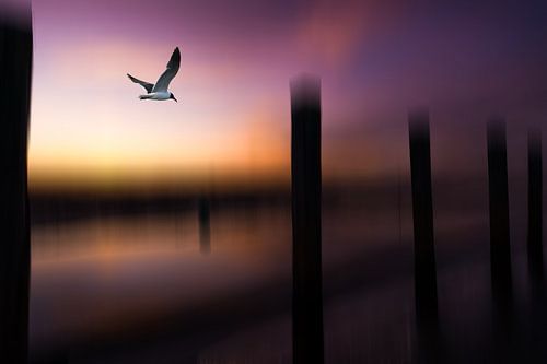 Envolées 2 sur Maneschijn FOTO