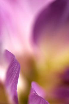 Art by nature _ Spring I