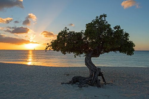 Divi divi tree at Eagle Beach on Aruba with sunset